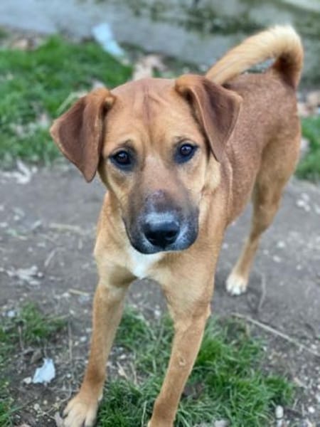 Hunter, geb. ca 02/2025, 60528 Frankfurt