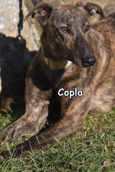 COPLA