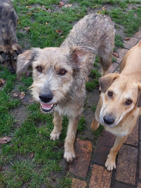 Tilly mit den schiefen Ohren