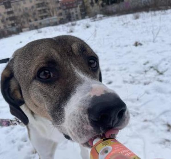 Dias aus 01097 Dresden