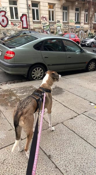 Dias aus 01097 Dresden