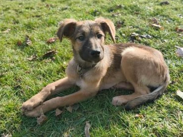 TERESA-zauberhaftes Welpen-Mädchen,38cm