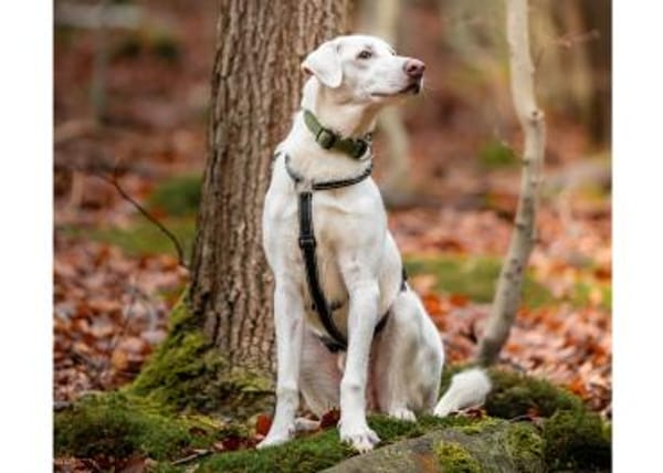 Liebenswerter Giovedi sucht Zuhause