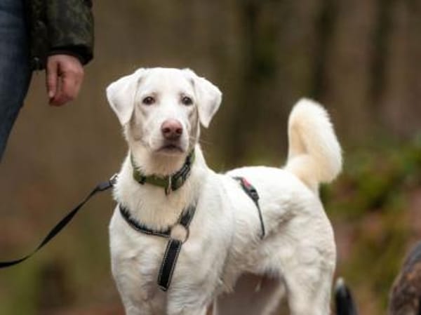 Liebenswerter Giovedi sucht Zuhause