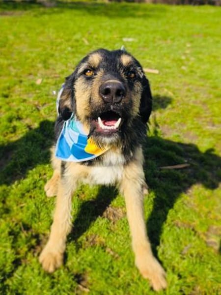 Nicho ein verschmuster Rüde