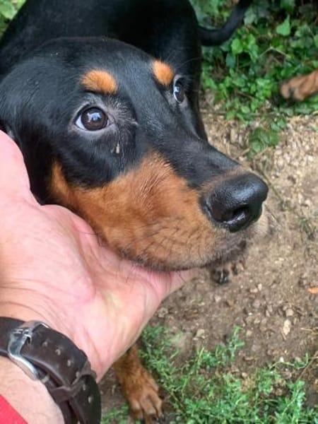 Welpen,albern,verspielt,süss