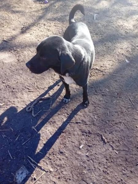 Gömbi man hat ihn zurückgelassen