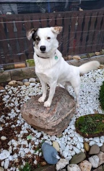 MAIK - intelligent & lernwillig........