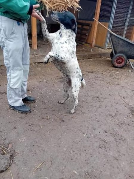 Pötyi, ein Senior sucht Liebe