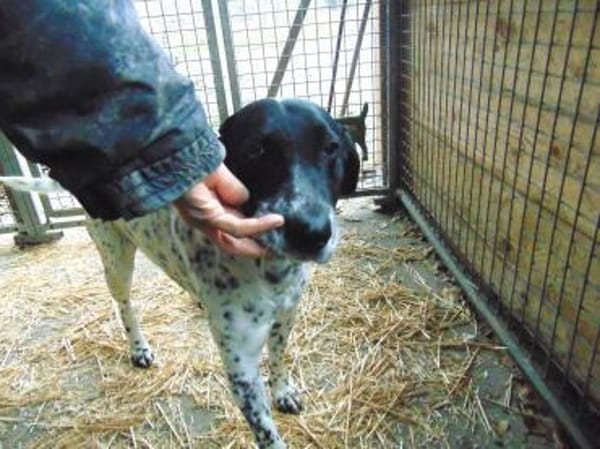 Pötyi, ein Senior sucht Liebe