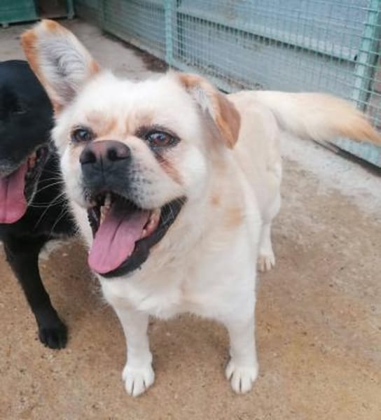 Nuscha - Engel auf 4 Pfoten