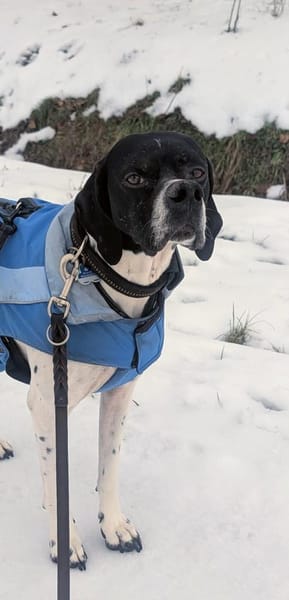 Anhängliche Smilla sucht ihren Menschen