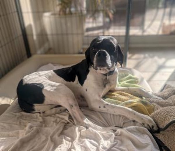 Anhängliche Smilla sucht ihren Menschen