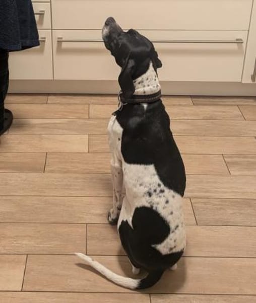 Anhängliche Smilla sucht ihren Menschen