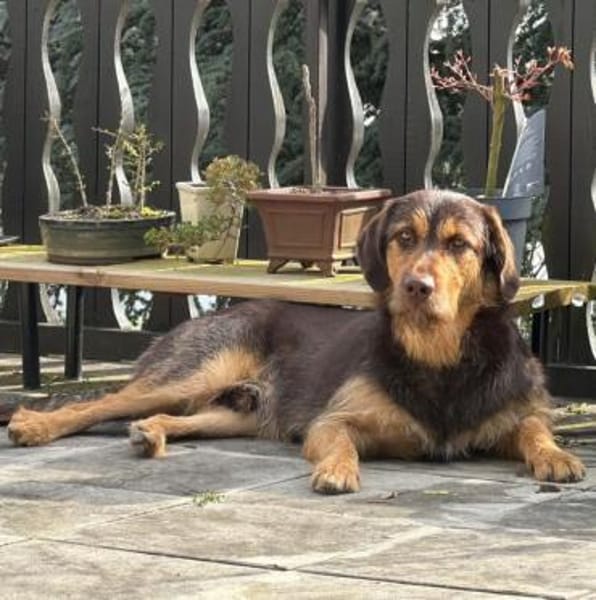 Kumar - großes Herz und wacher Geist