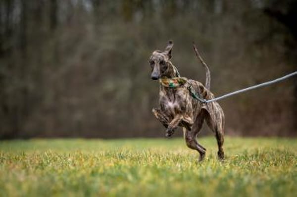 Die besondere NANI💋