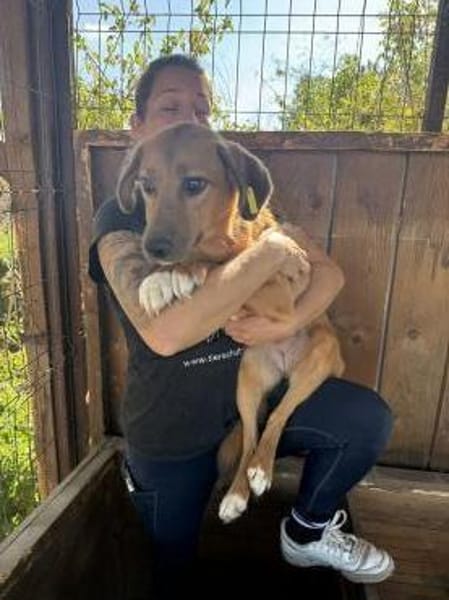 BECKY-hübsche,rehbraune Hündin,45 cm