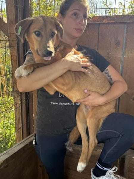 BECKY-hübsche,rehbraune Hündin,45 cm