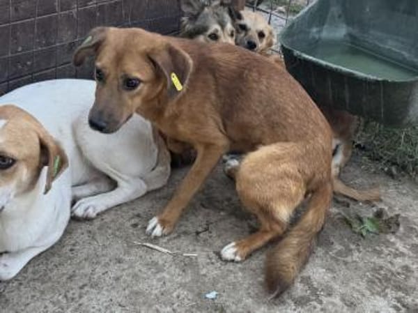 BECKY-hübsche,rehbraune Hündin,45 cm