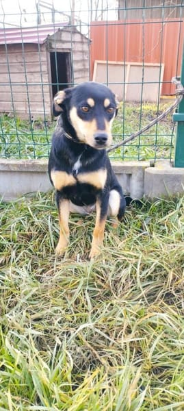 Nelli sucht Kuscheldecke