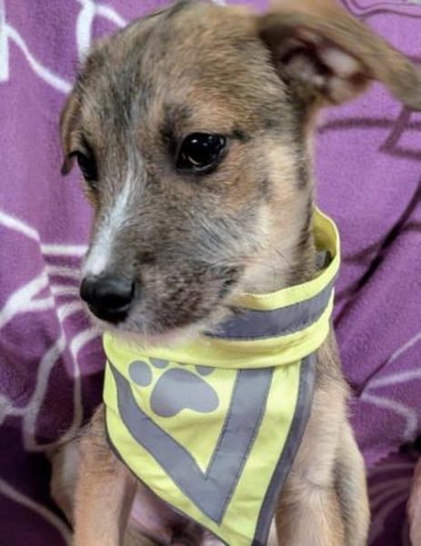 Welpenjunge Boogie auf PS in 92278