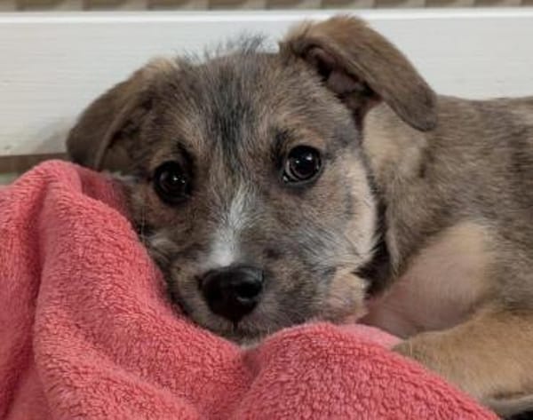 Welpenjunge Boogie auf PS in 92278