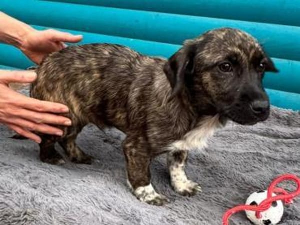 JUSTIN-zuckersüßer Welpen-Rüde,26cm