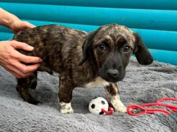 JUSTIN-zuckersüßer Welpen-Rüde,26cm