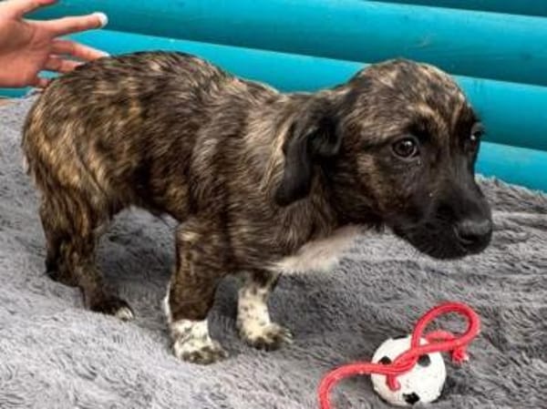 JUSTIN-zuckersüßer Welpen-Rüde,26cm