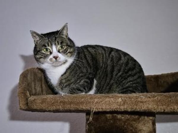 KIWI - geb. ca. 05/2021