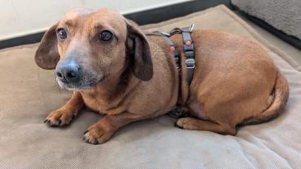 Marlene - süße Dackeldame