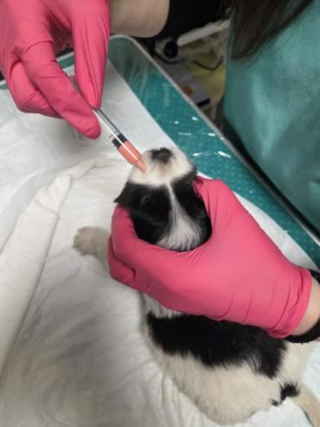 Zorro, das Jahr fängt ja gut an