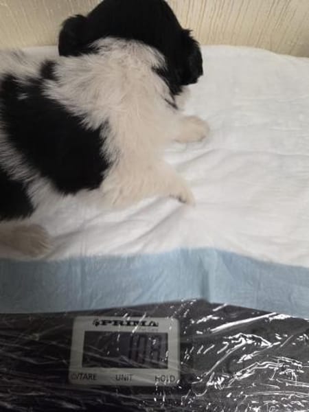 Zorro, das Jahr fängt ja gut an