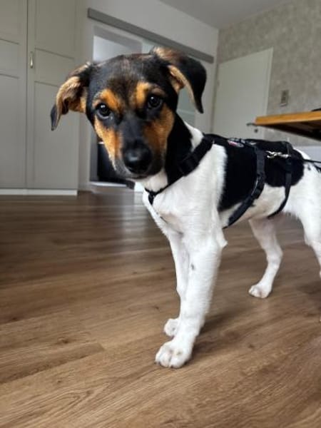 Caien, geb. ca. 10/2025, 49176 Hilter