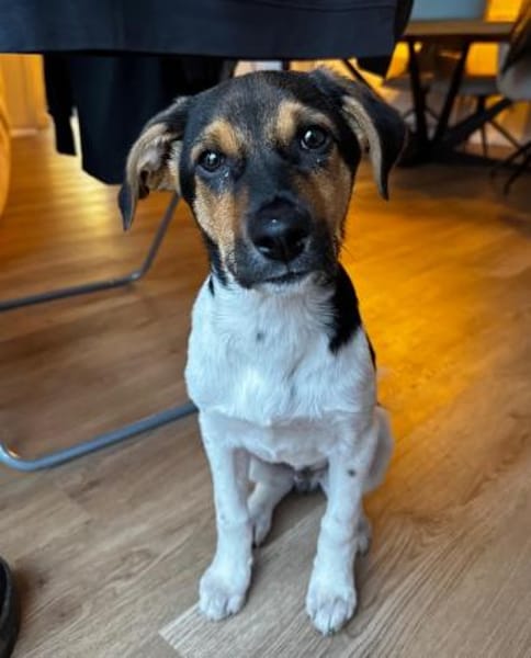 Caien, geb. ca. 10/2025, 49176 Hilter