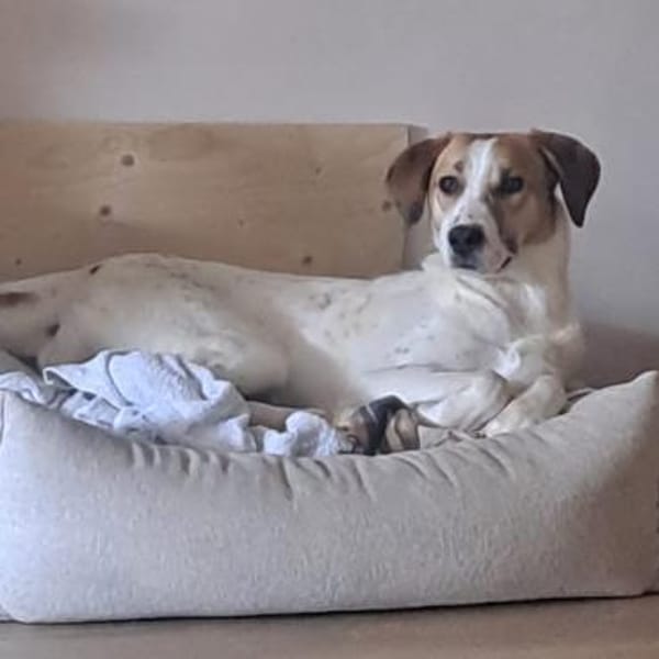 Elsa - Familienanschluss gesucht