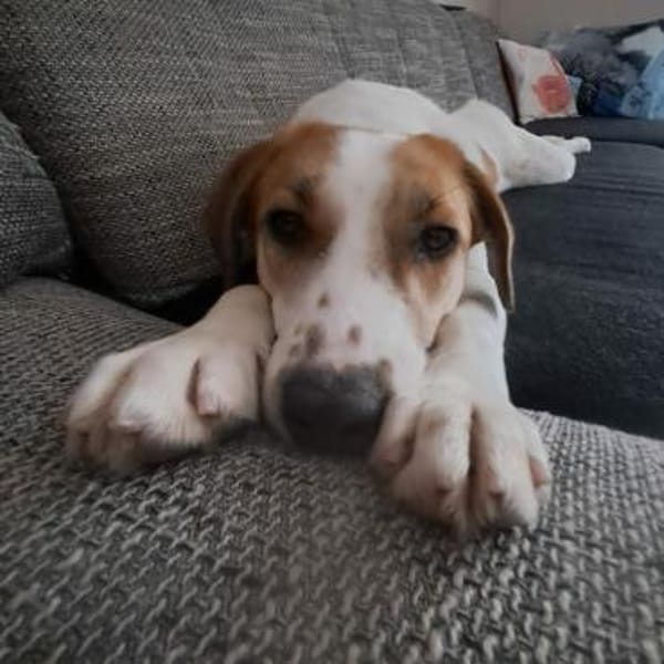 Elsa - Familienanschluss gesucht