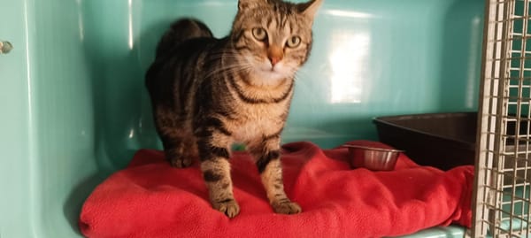 Leo (en cours d'adoption)