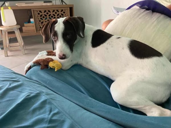 LOVELY, le chouette bébé