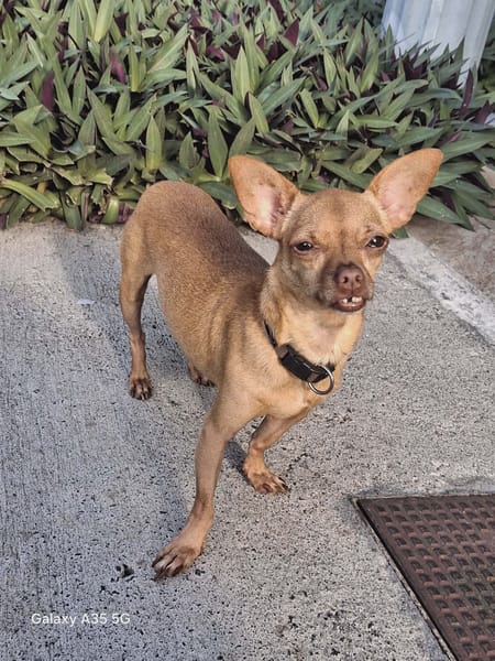 COCO, le chien fidèle