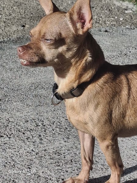 COCO, le chien fidèle