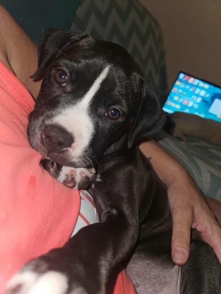 Bria, la boule de tendresse