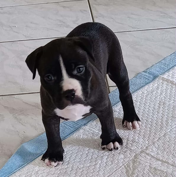 Bria, la boule de tendresse