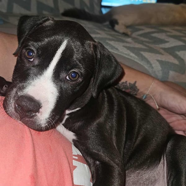 Bria, la boule de tendresse