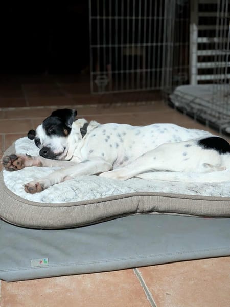 Vador l'adorable petit guerrier tripatte
