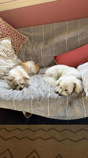 Téquila un amour de louloute