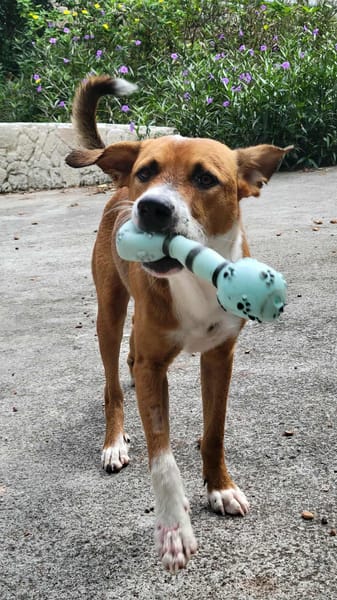 ALOKA, une bouille à bisous