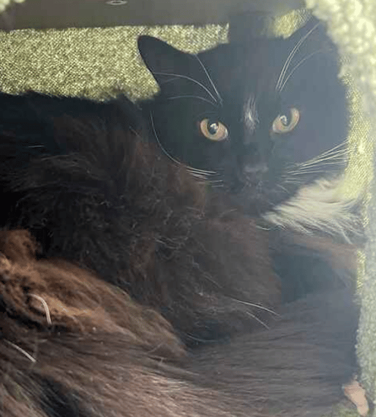 Pretty Girl and Cinders