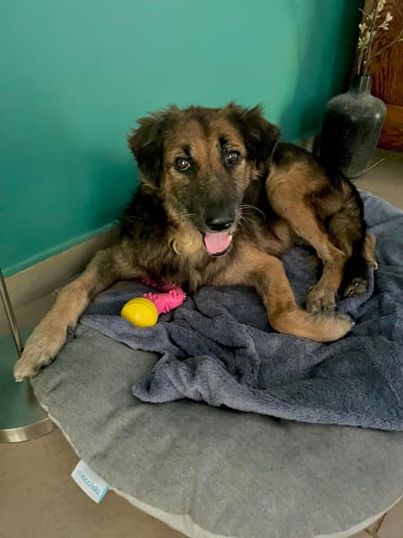 Bobby,un créole timide