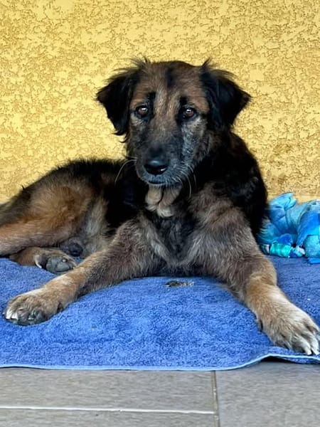 Bobby,un créole timide